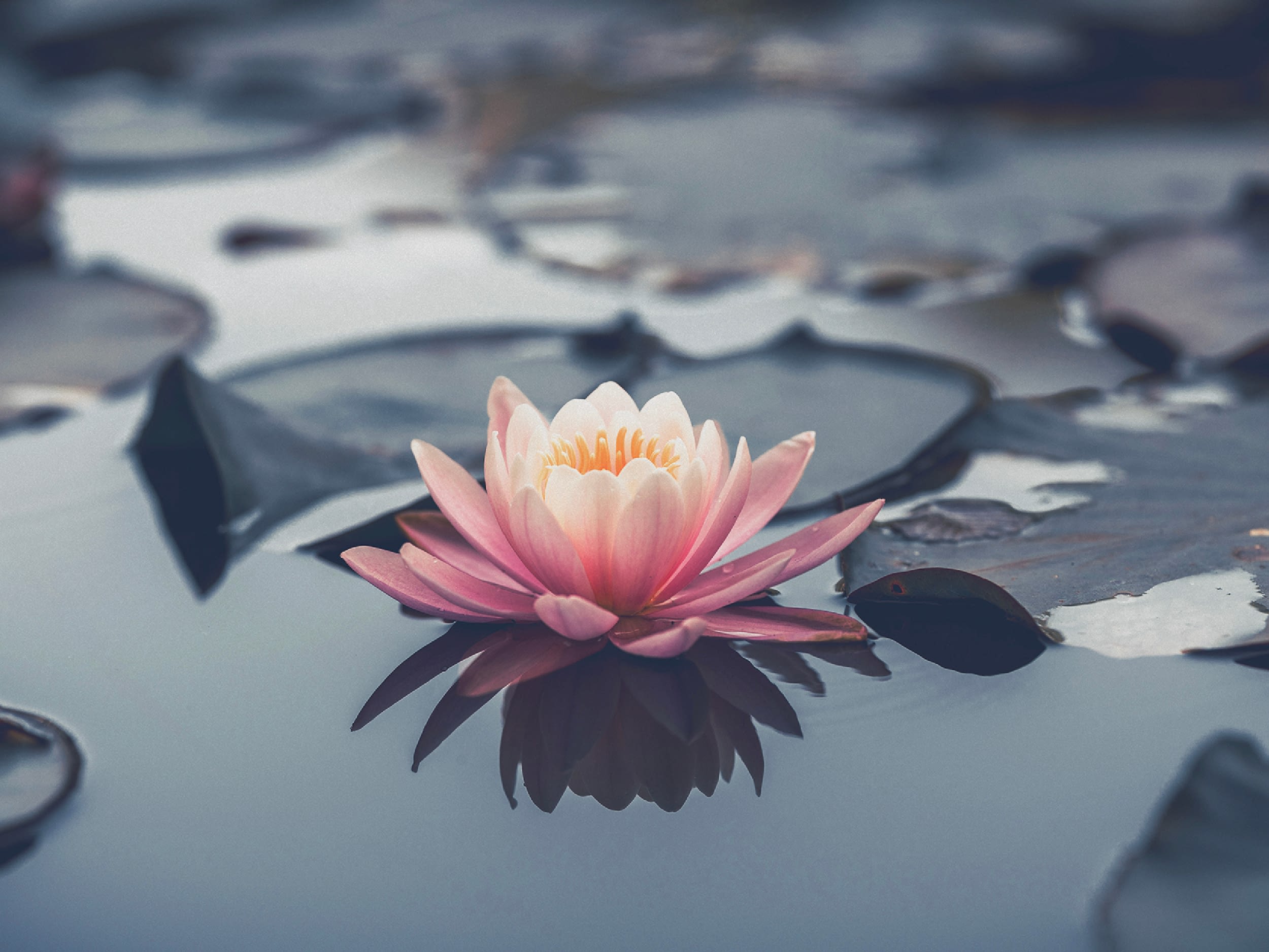 blog feature image 1200x900 surrender looks like trust